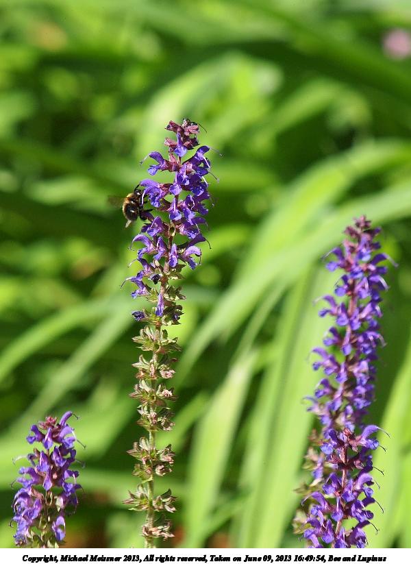 Bee and Lupinus