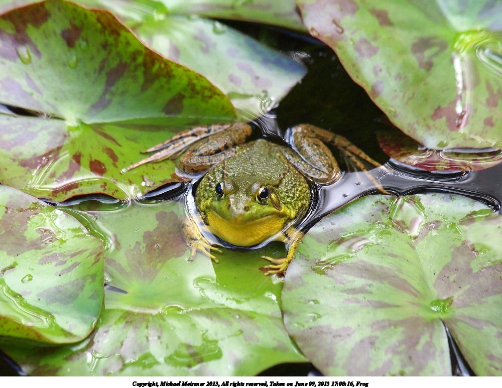 Frog #9