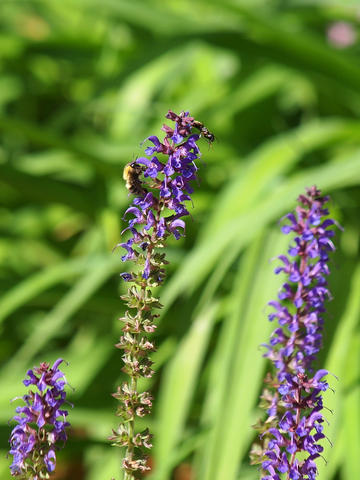 Bee and Lupinus #2