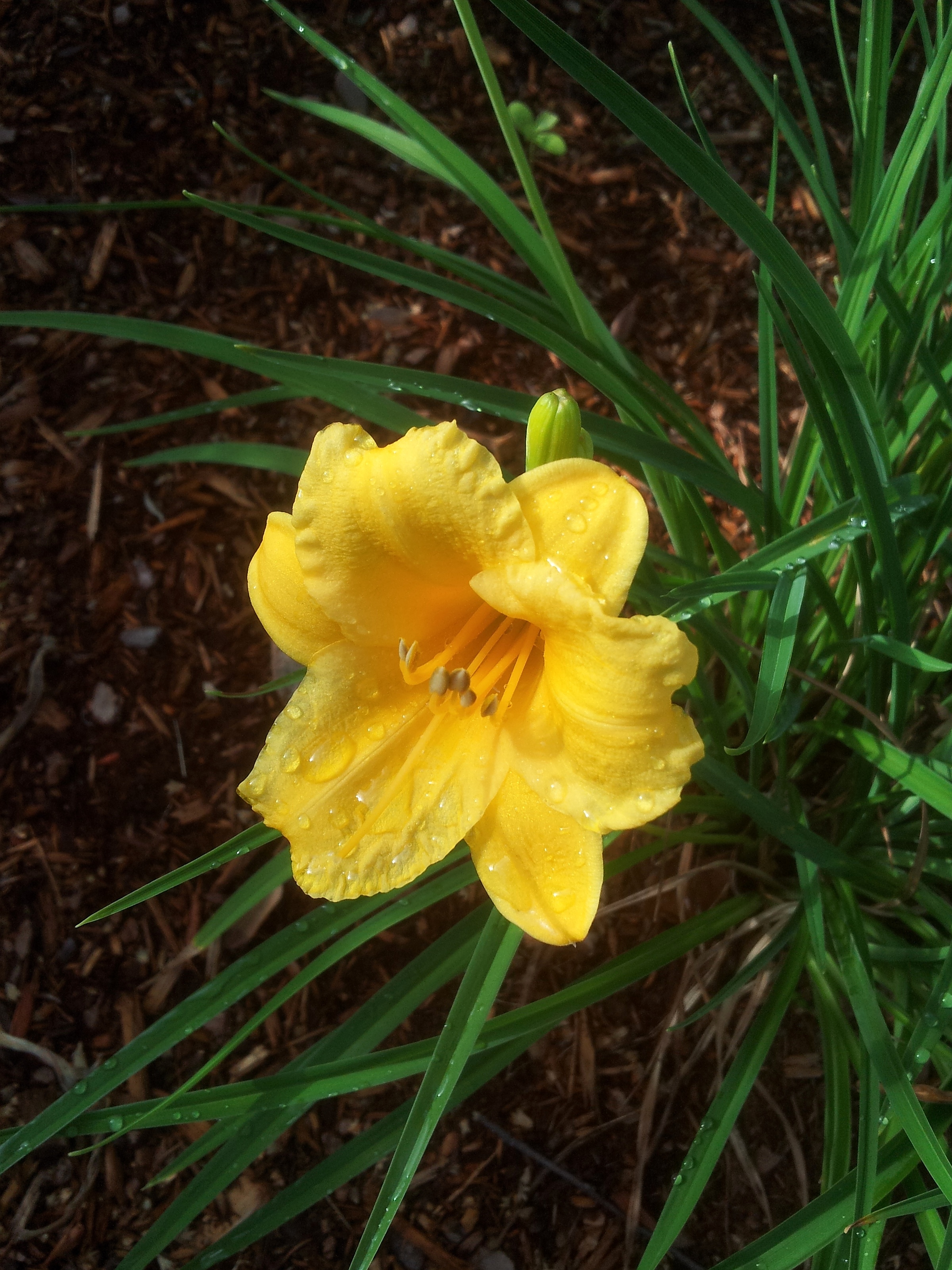 Yellow daylily after the rain #2