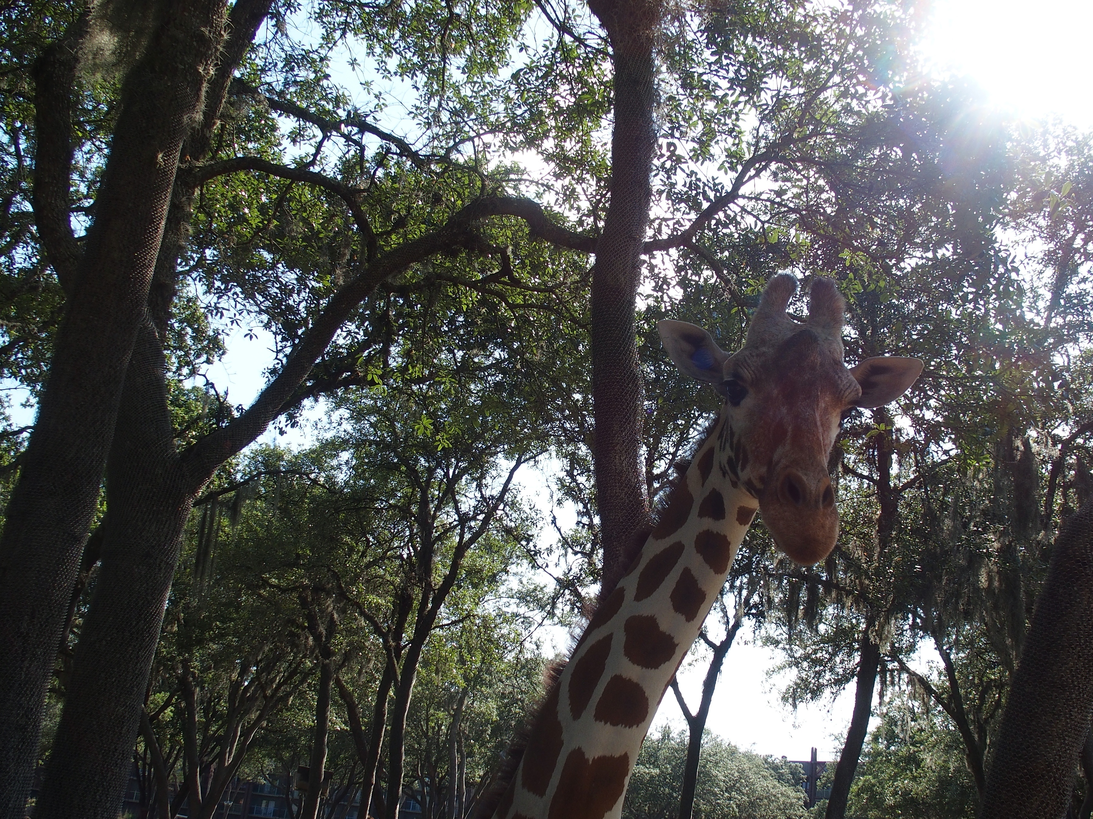 Reticulated giraffe #17