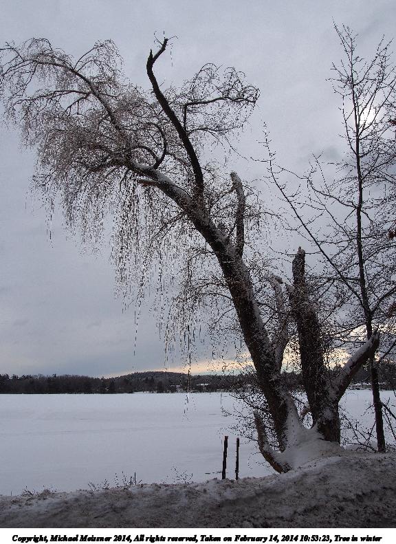 Tree in winter #5