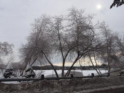 Tree in winter #4