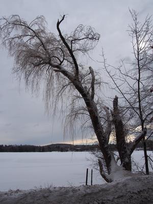 Tree in winter #5
