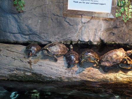Turtles at the Bass Pro shop in Foxborough, MA #2