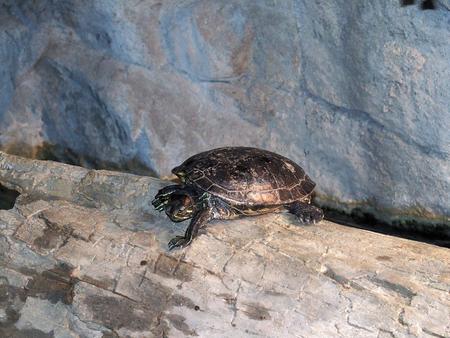 Turtles at the Bass Pro shop in Foxborough, MA #3