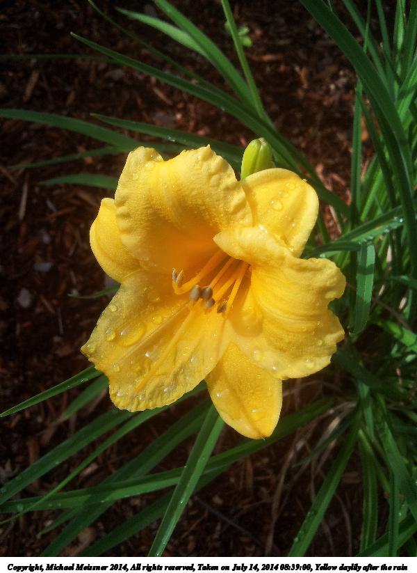 Yellow daylily after the rain