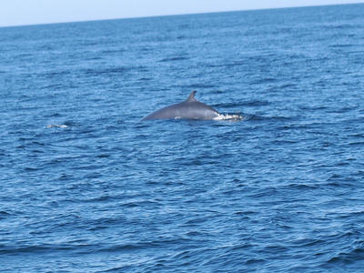 The only whale (Meinke) that we saw