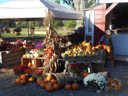 Fall at Springdell Farm
