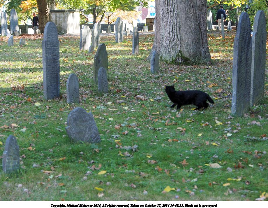 Black cat in graveyard