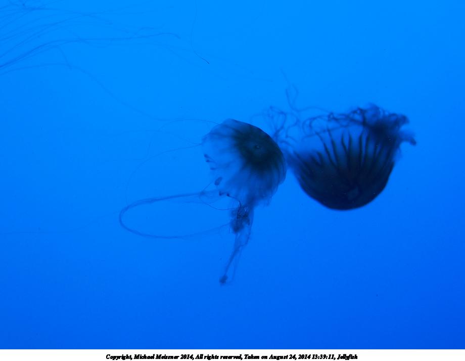 Jellyfish #3