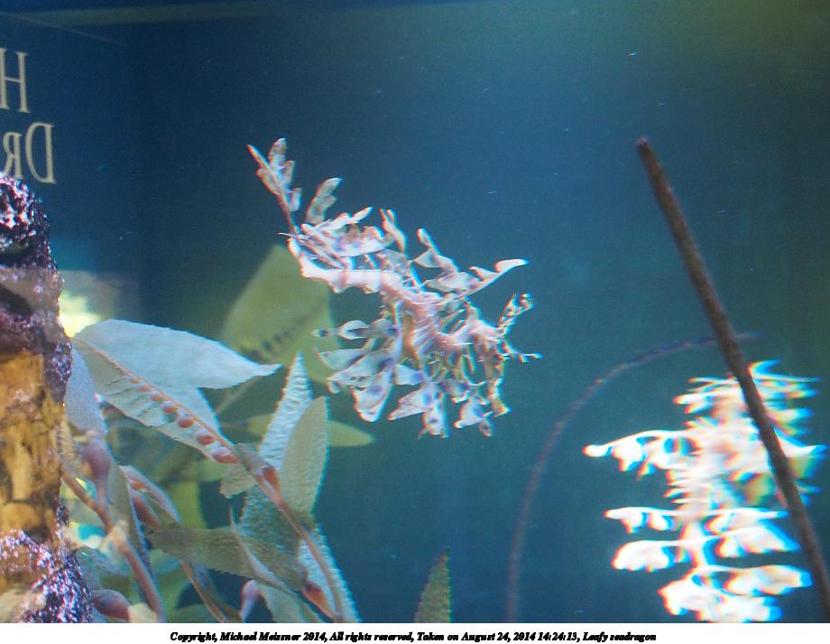 Leafy seadragon #3