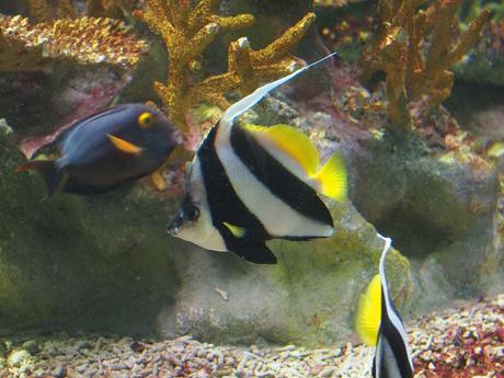 Yellow and black fish #2