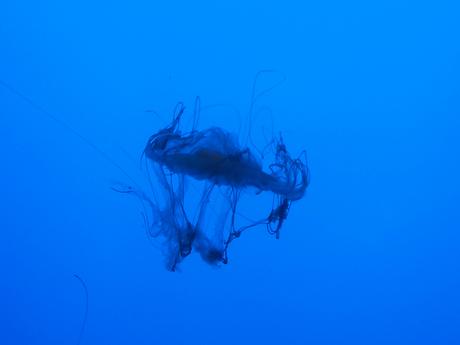 Jellyfish #4