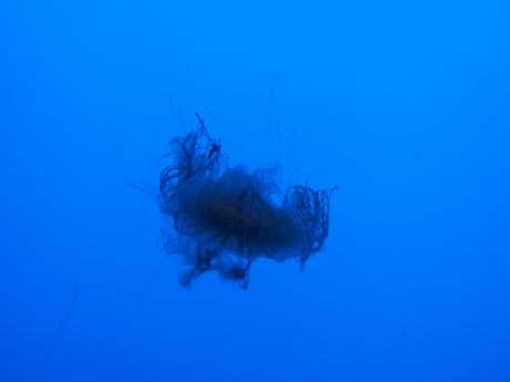 Jellyfish #5
