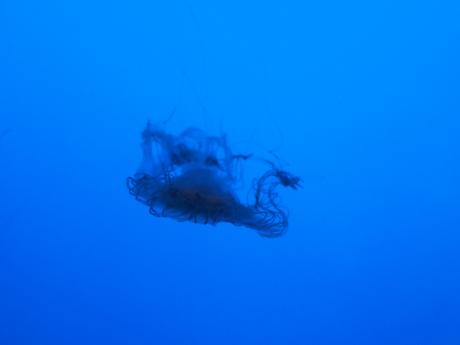 Jellyfish #7