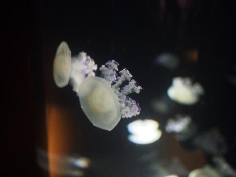Jellyfish #9