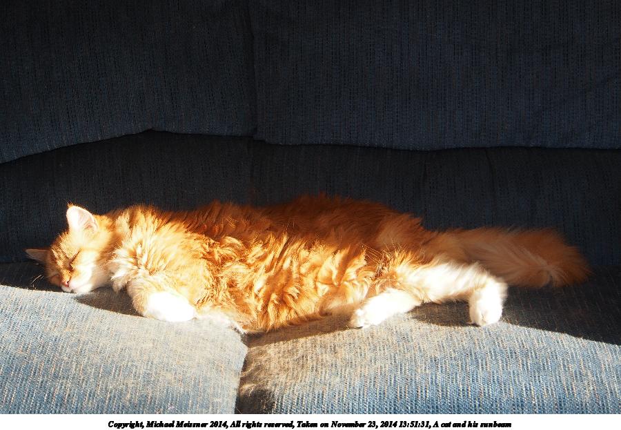 A cat and his sunbeam