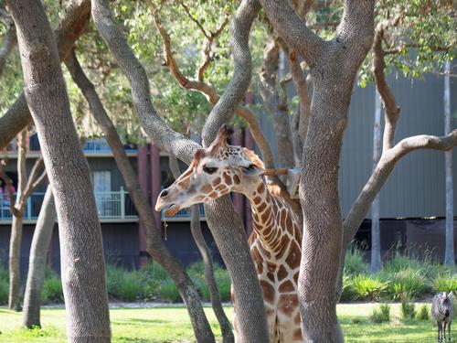 Reticulated giraffe #2