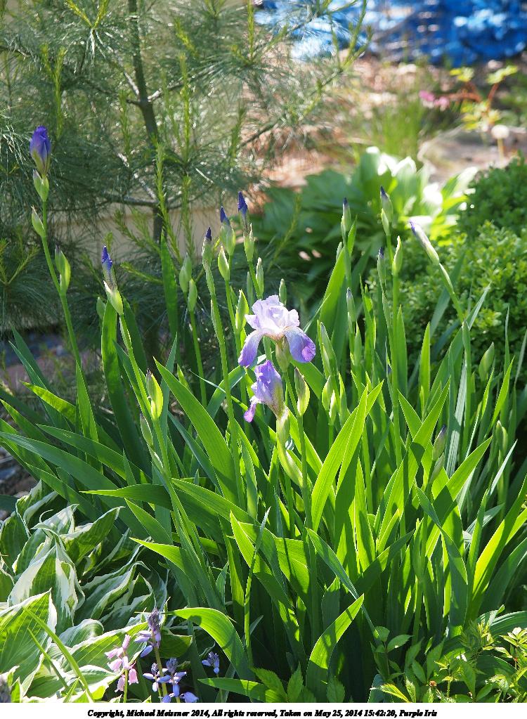 Purple Iris #2