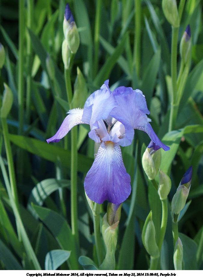 Purple Iris #5