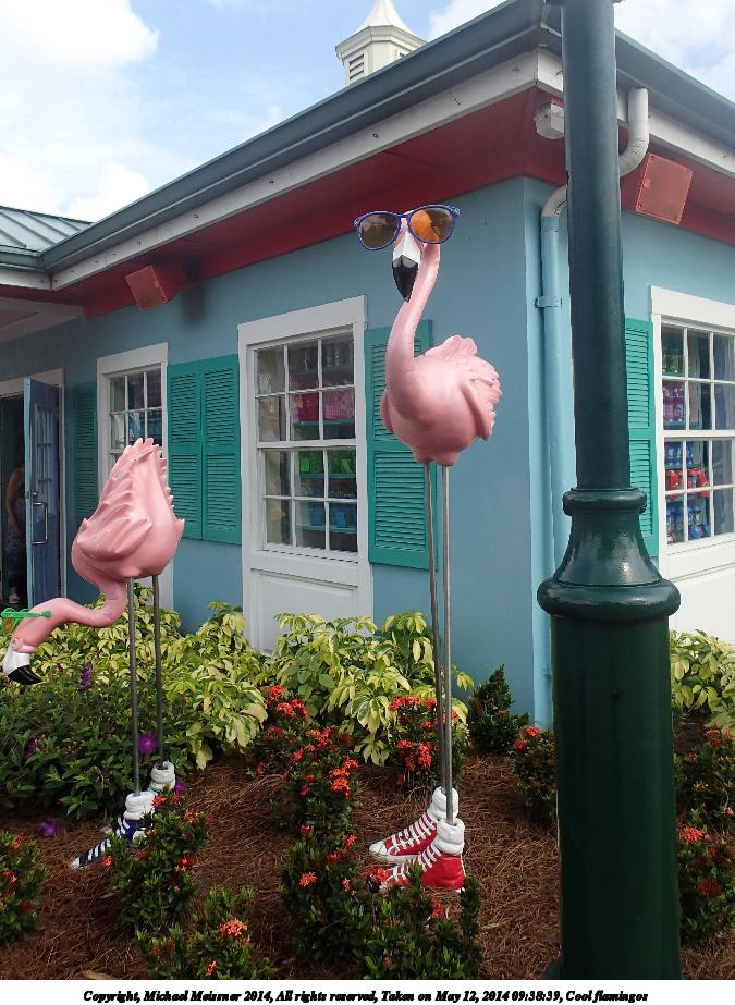 Cool flamingos
