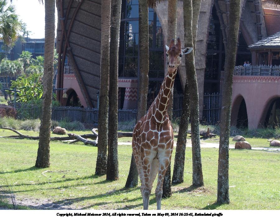 Reticulated giraffe #6