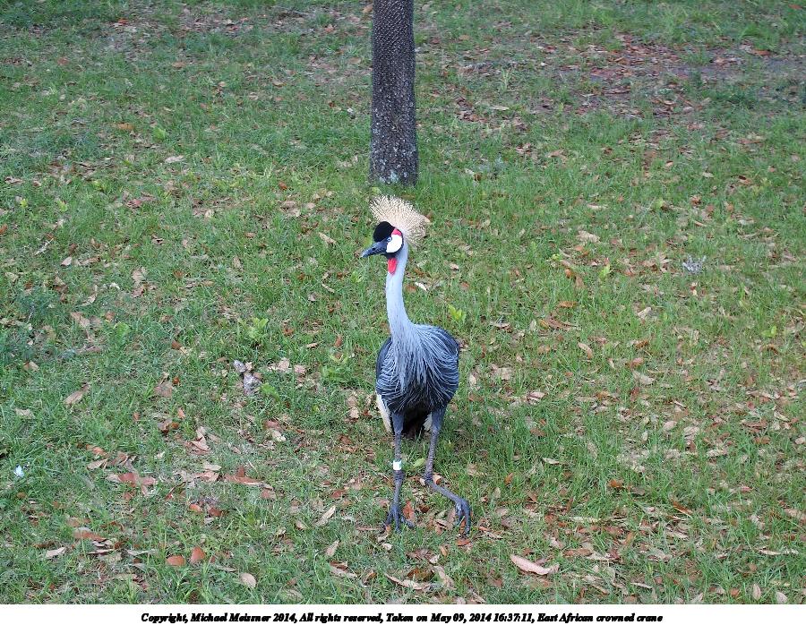 East African crowned crane #4