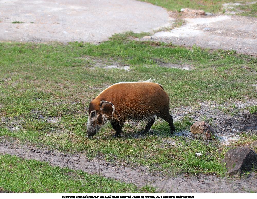 Red river hogs #5