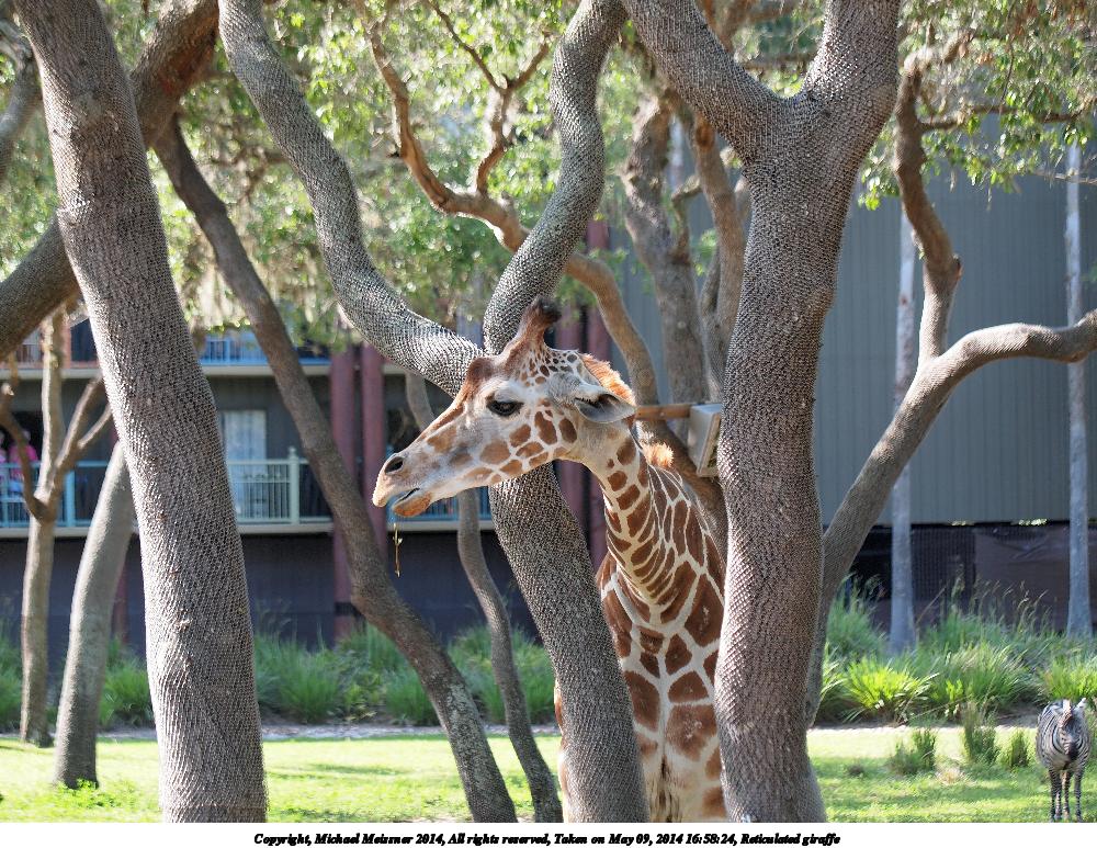 Reticulated giraffe #16