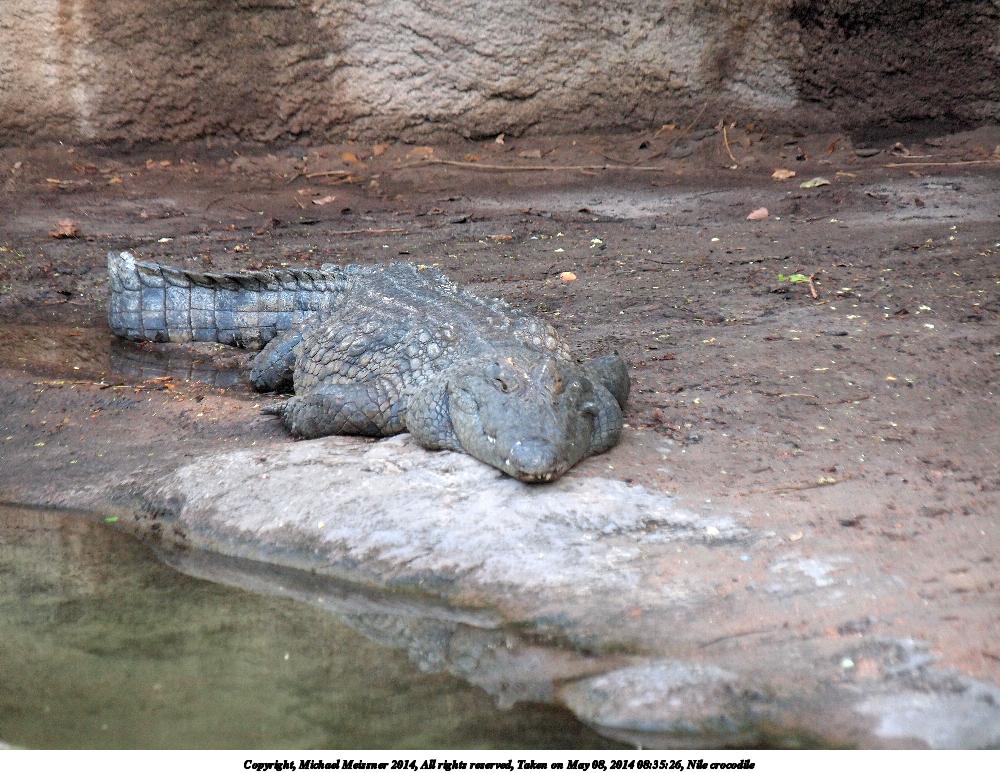 Nile crocodile #3