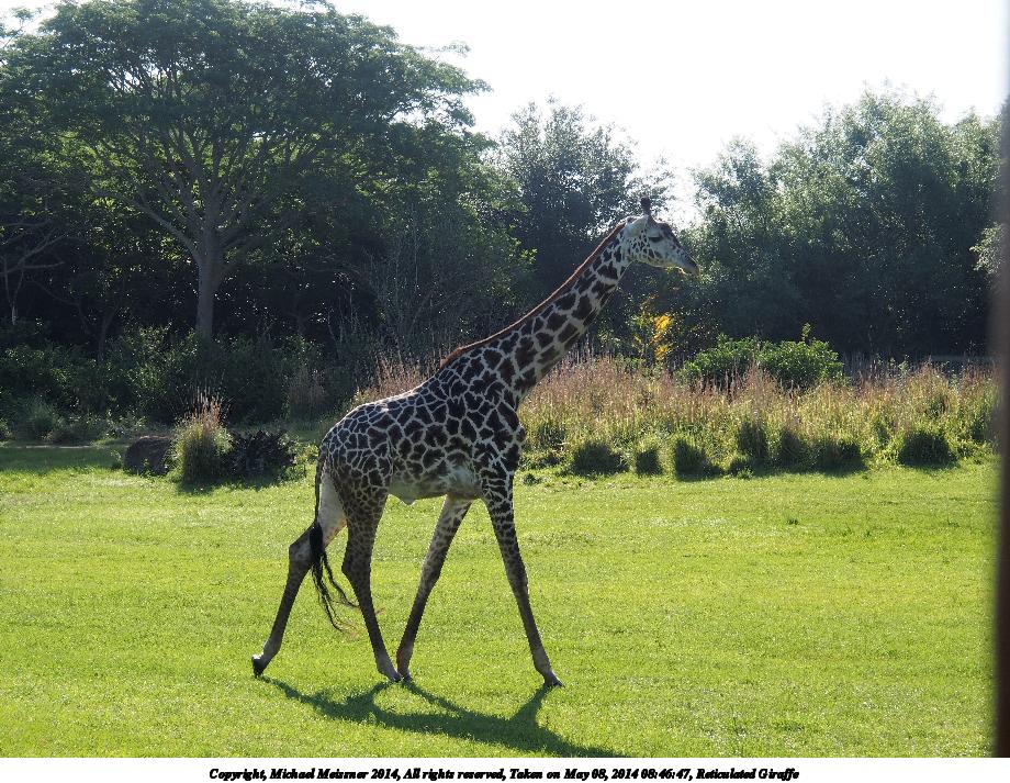 Reticulated Giraffe #4