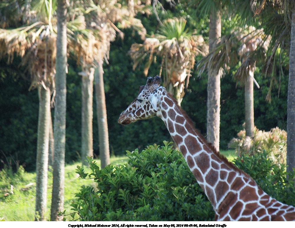Reticulated Giraffe #3