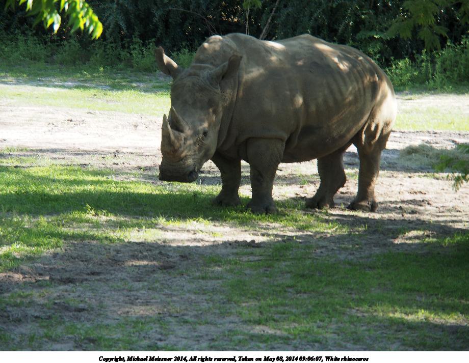 White rhinoceros #7