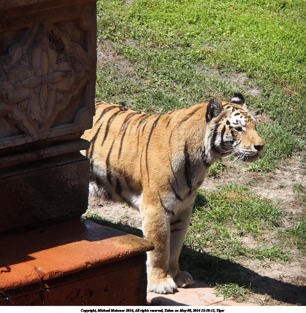 Tiger #6