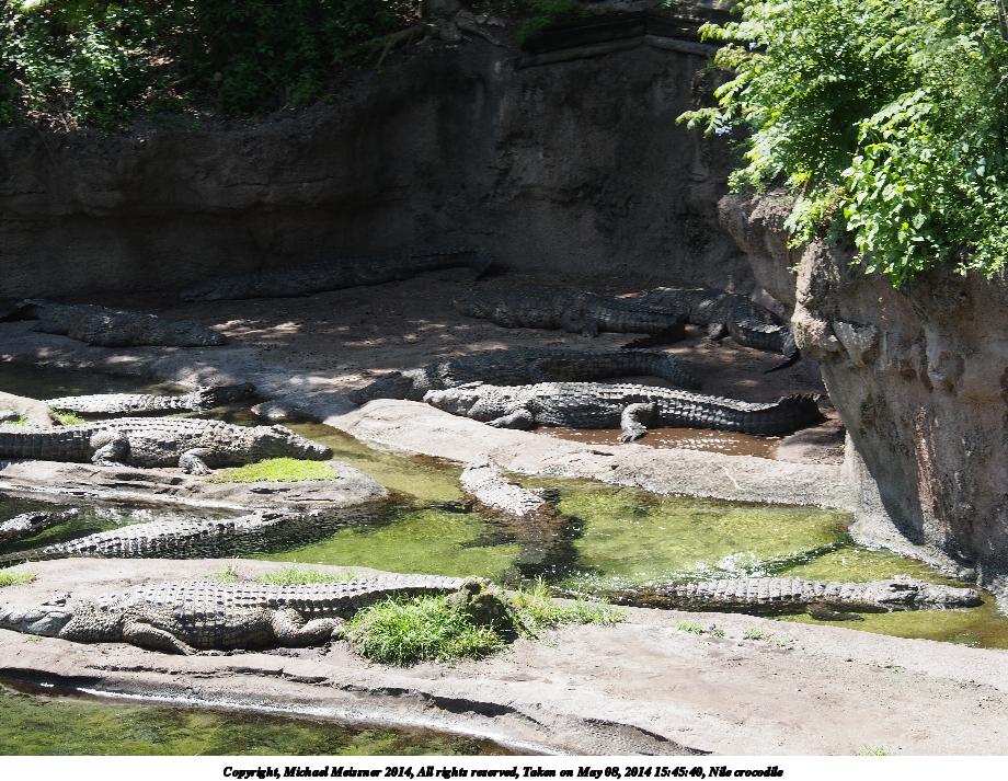 Nile crocodile #7