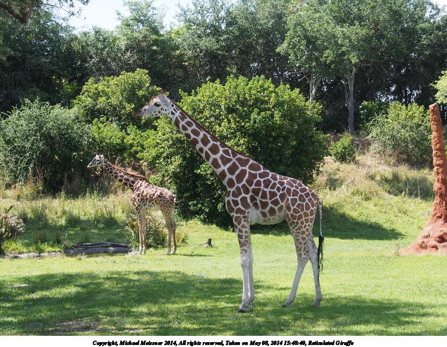 Reticulated Giraffe #6