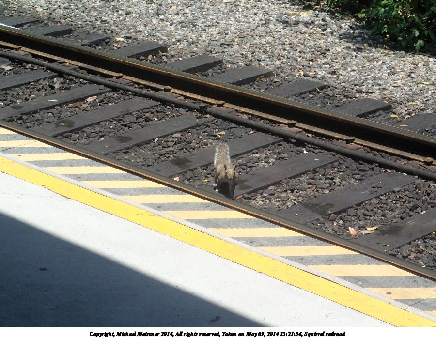 Squirrel railroad #2