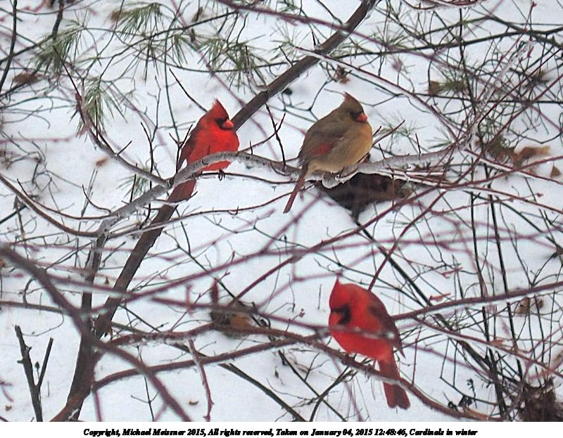 Cardinals in winter