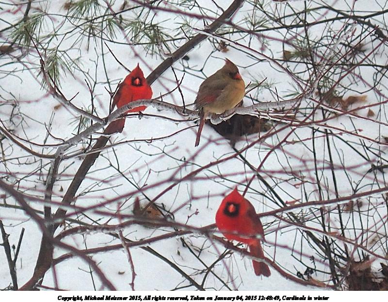 Cardinals in winter #2