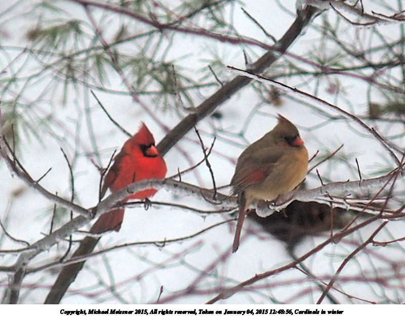 Cardinals in winter #3