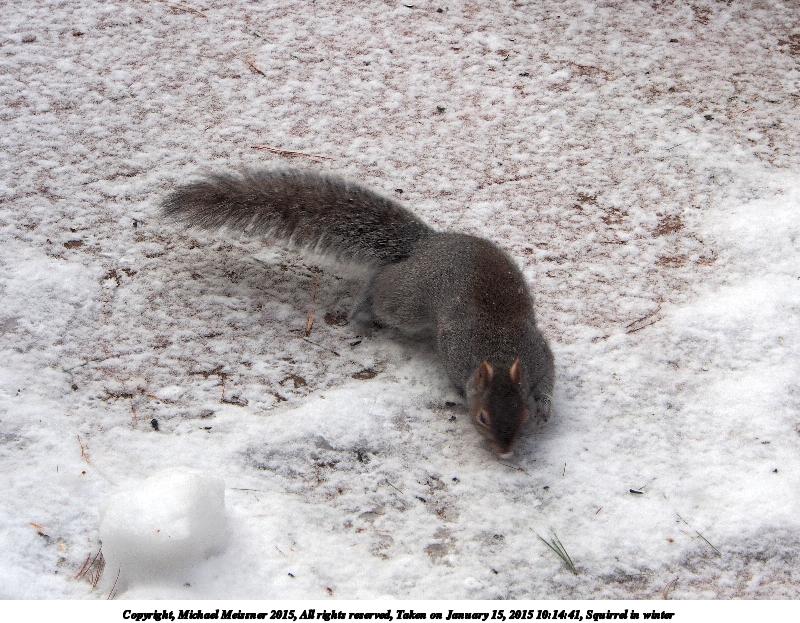 Squirrel in winter #2