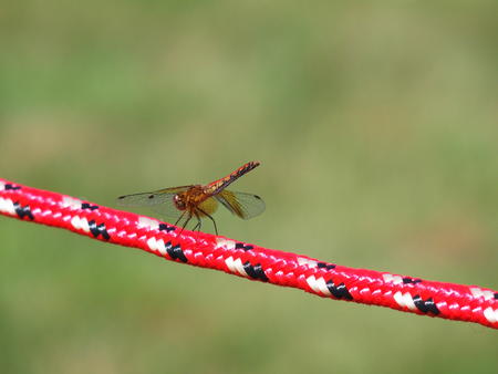 Dragonfly #6