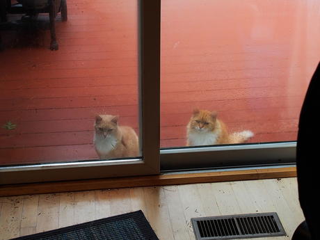 Let us in now!