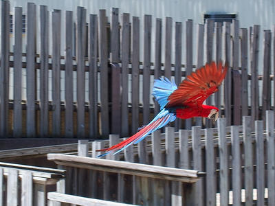 Flying parrot
