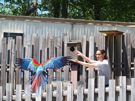 Flying parrot #2