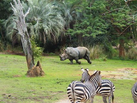 Running white rhinoceros