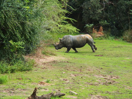 Running white rhinoceros #3