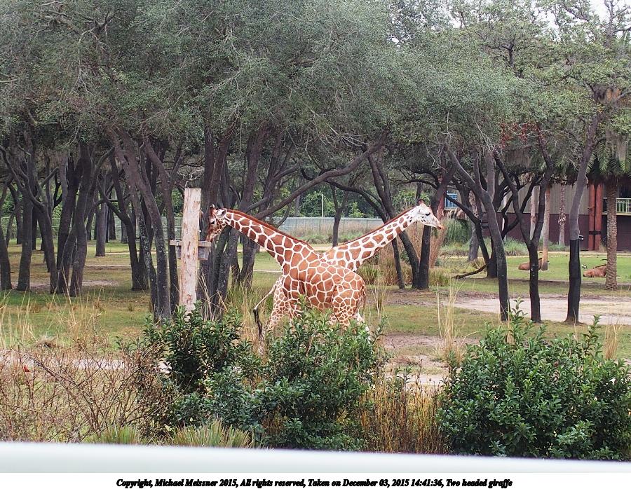 Two headed giraffe