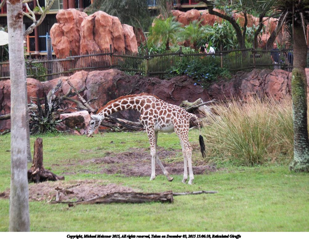 Reticulated Giraffe #10
